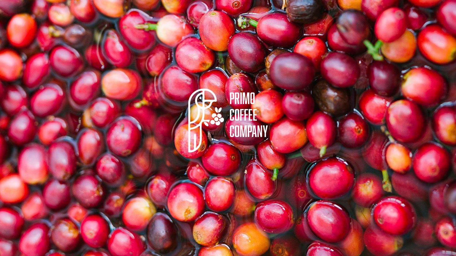 Freshly harvested Primo Coffee Company coffee cherries